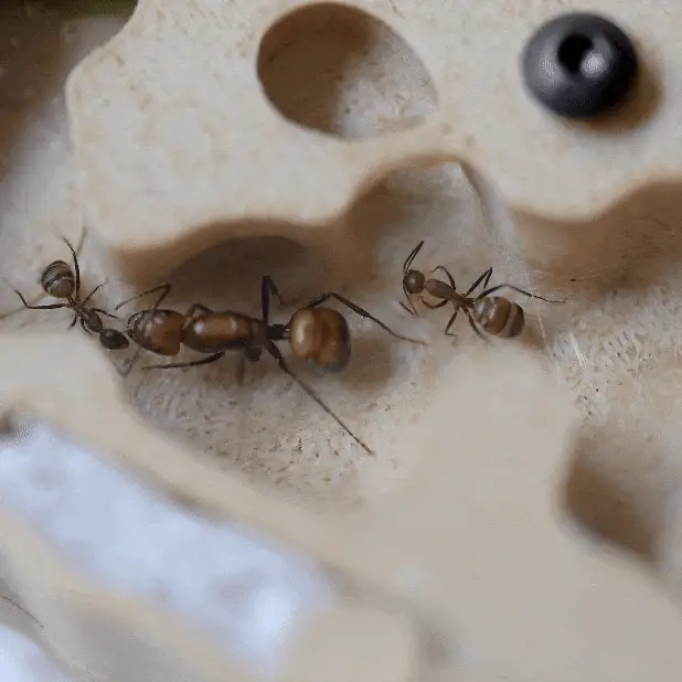 Antkeeping Starter Pack - Image 3